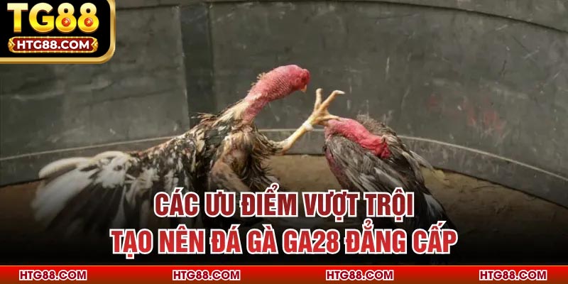 Các ưu điểm vượt trội tạo nên đá gà GA28 đẳng cấp